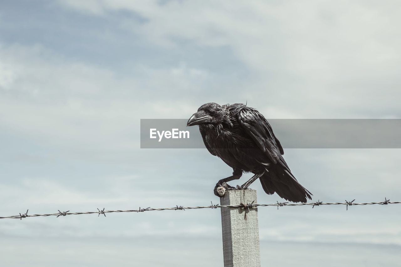 Low angle view of bird perching on wooden post