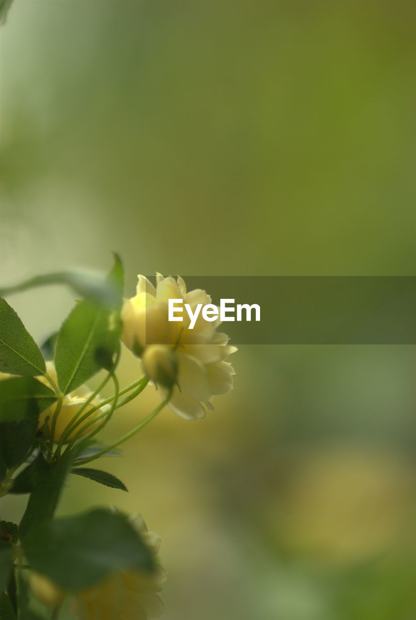 CLOSE-UP OF YELLOW FLOWER