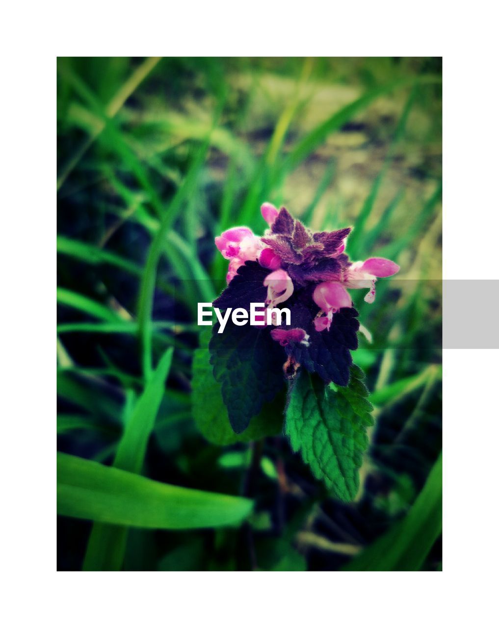 CLOSE-UP OF PURPLE FLOWERS BLOOMING OUTDOORS