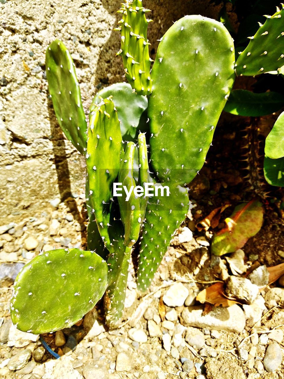 CLOSE-UP OF SUCCULENT PLANT ON FIELD