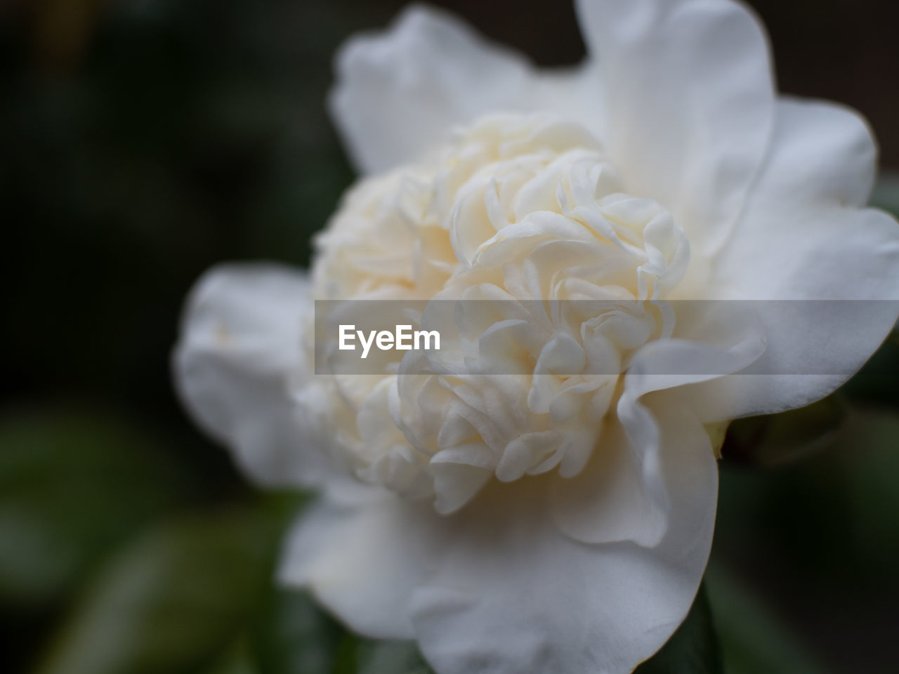 CLOSE-UP OF WHITE ROSES