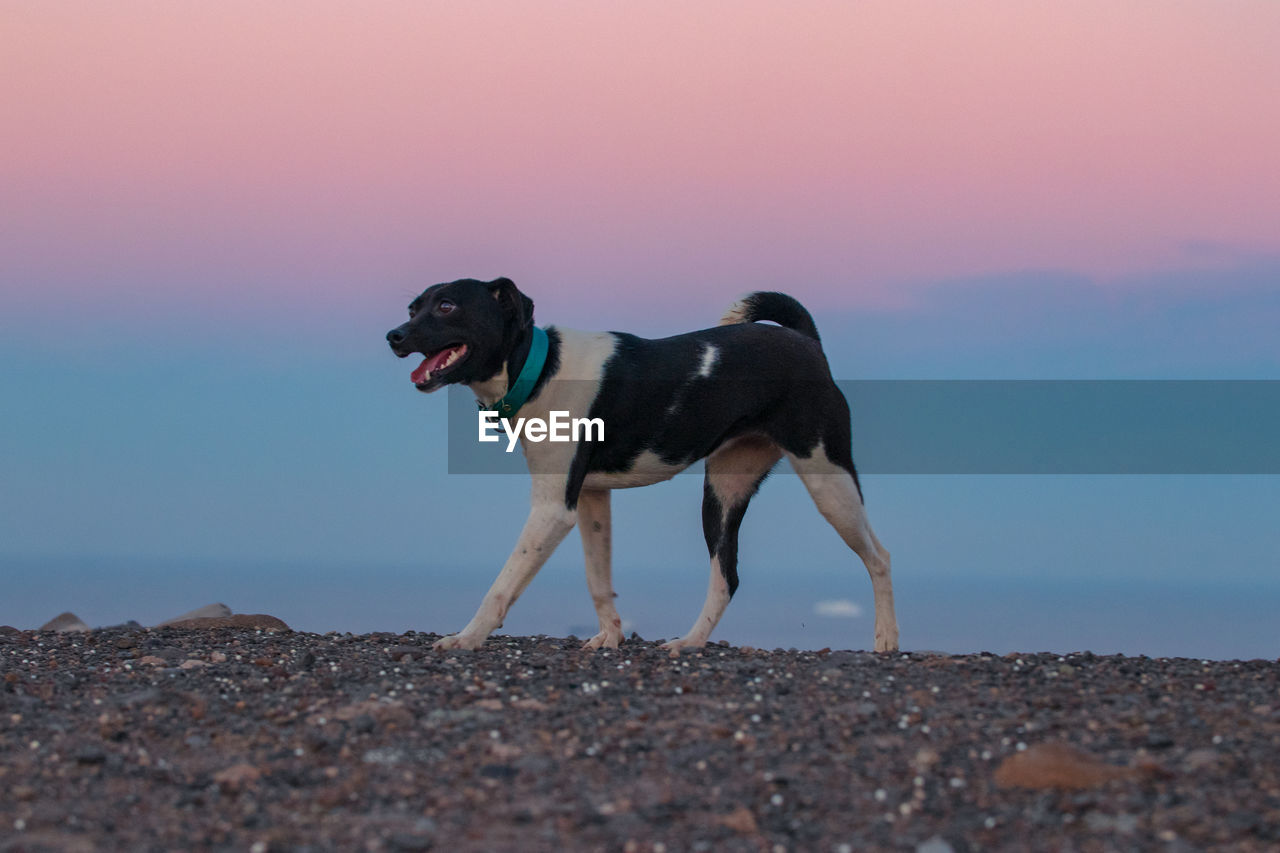 DOG LOOKING AT SEA SHORE