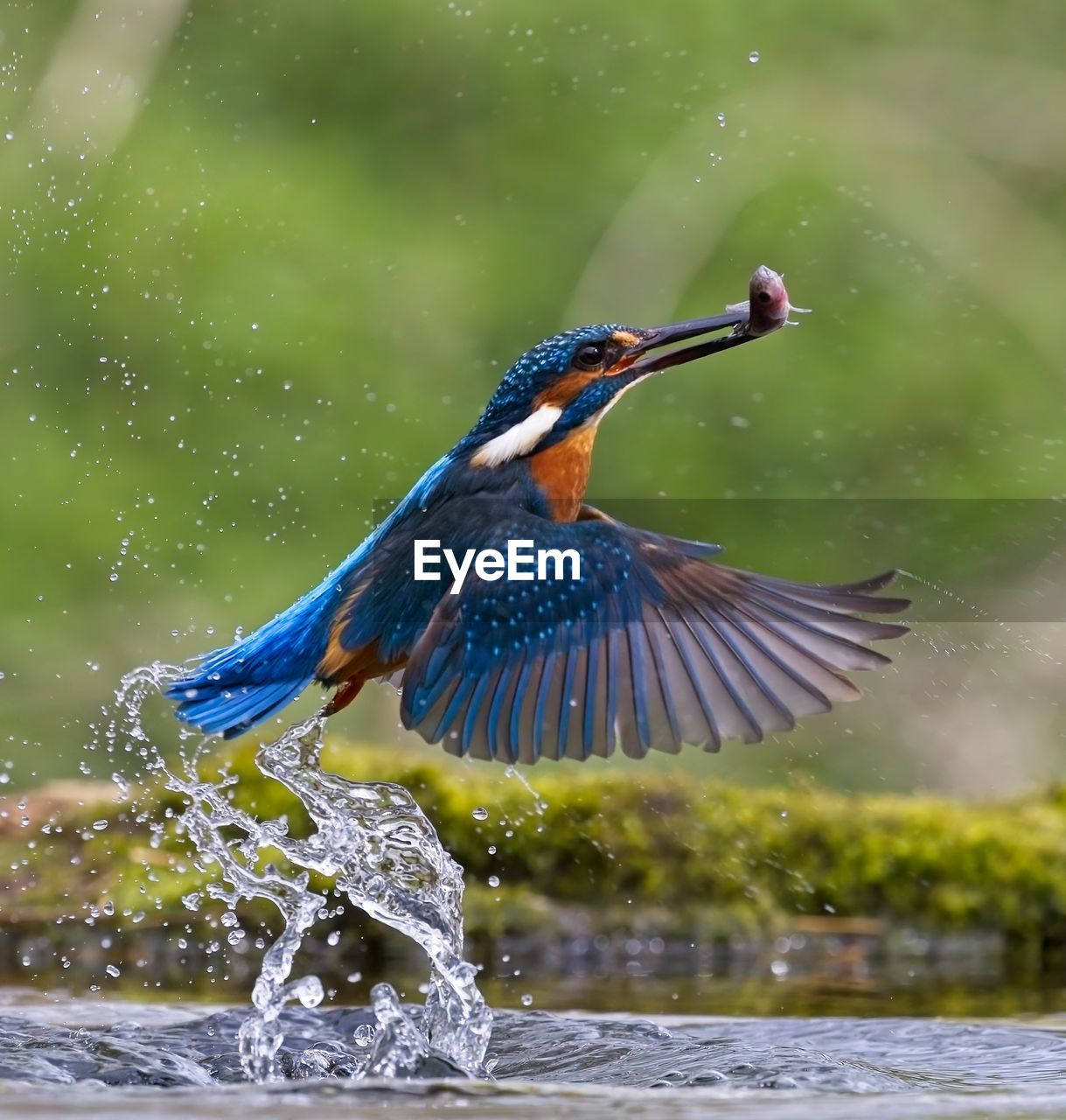 Close up of kingfisher bird launching from water with fish in beak.