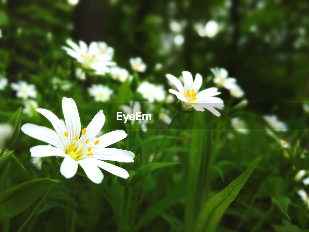 CLOSE-UP OF FLOWERS BLOOMING OUTDOORS