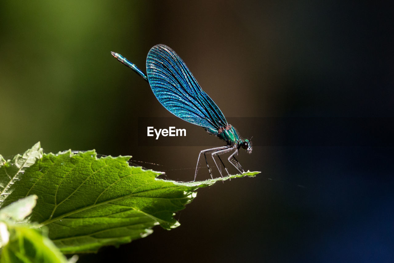 CLOSE-UP OF AN INSECT