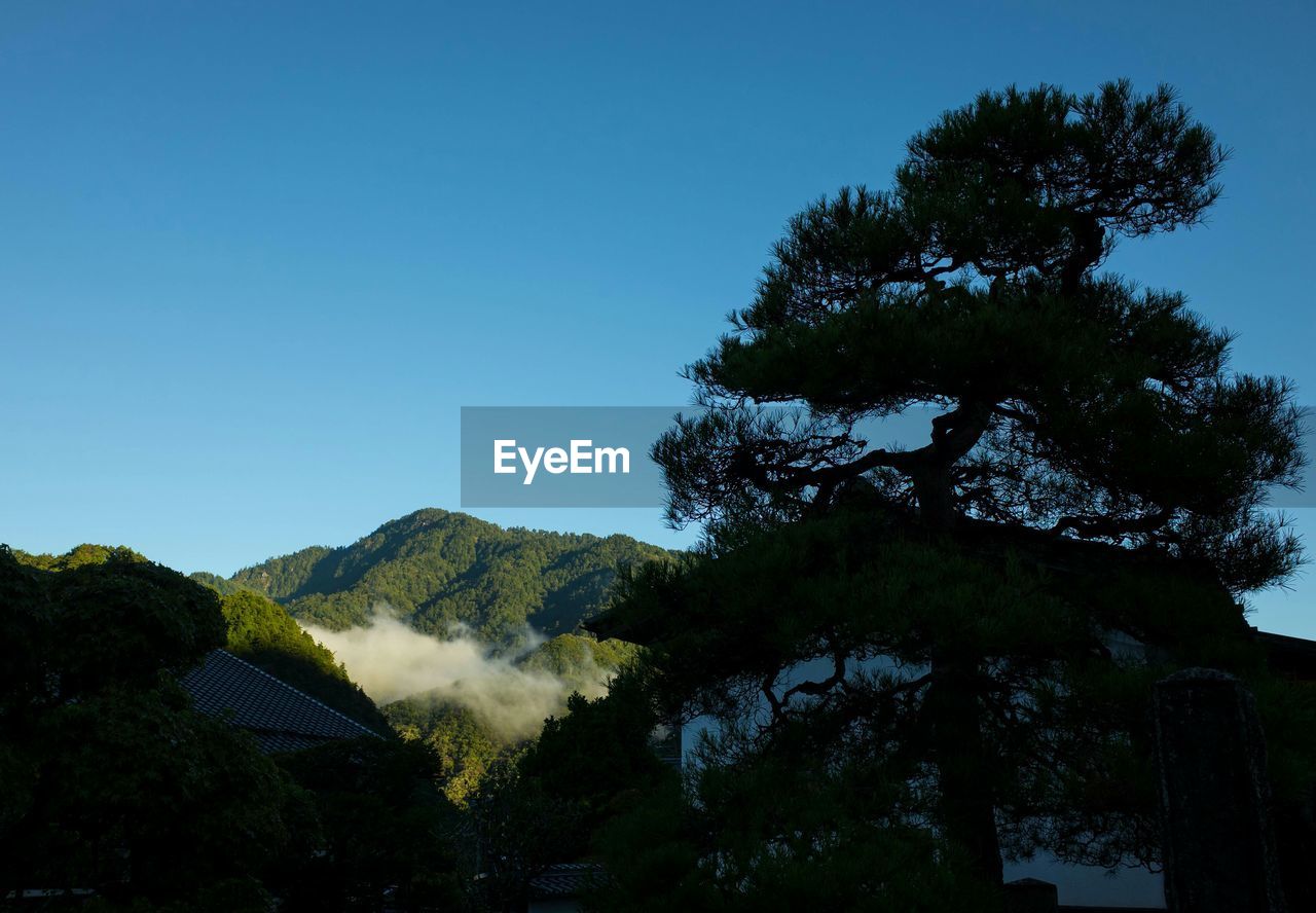 Trees against clear sky