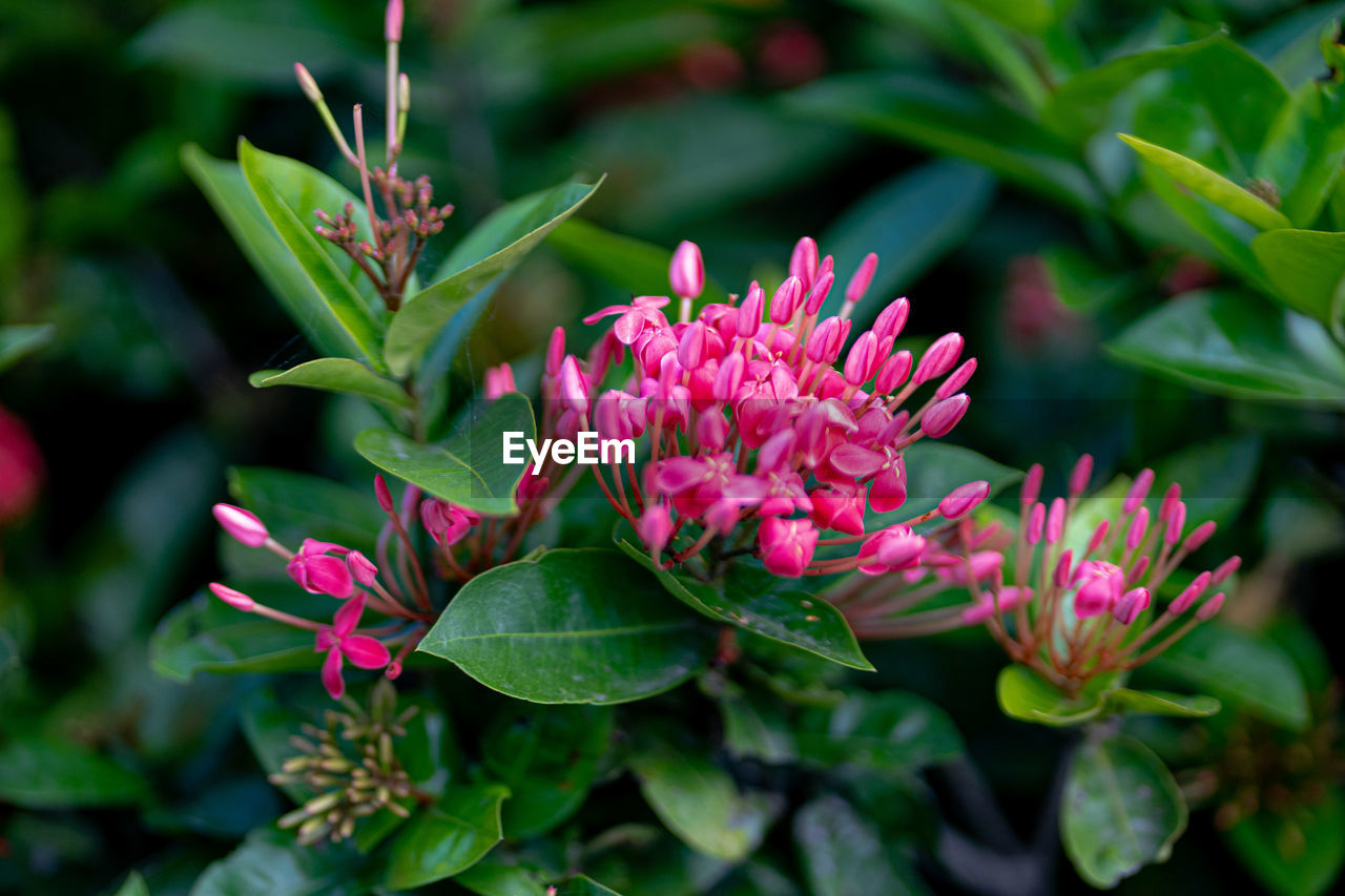 Close-up of purple flowering plant