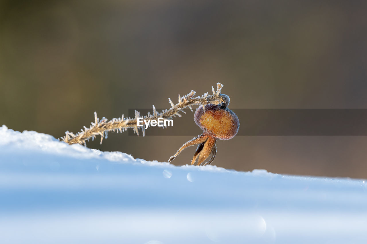 CLOSE-UP OF FROZEN INSECT