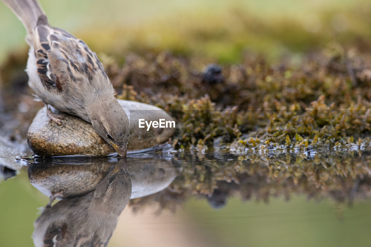 nature, animal themes, wildlife, animal, animal wildlife, water, one animal, bird, reflection, close-up, no people, lake, macro photography, reptile, selective focus, outdoors, animal body part, day, environment