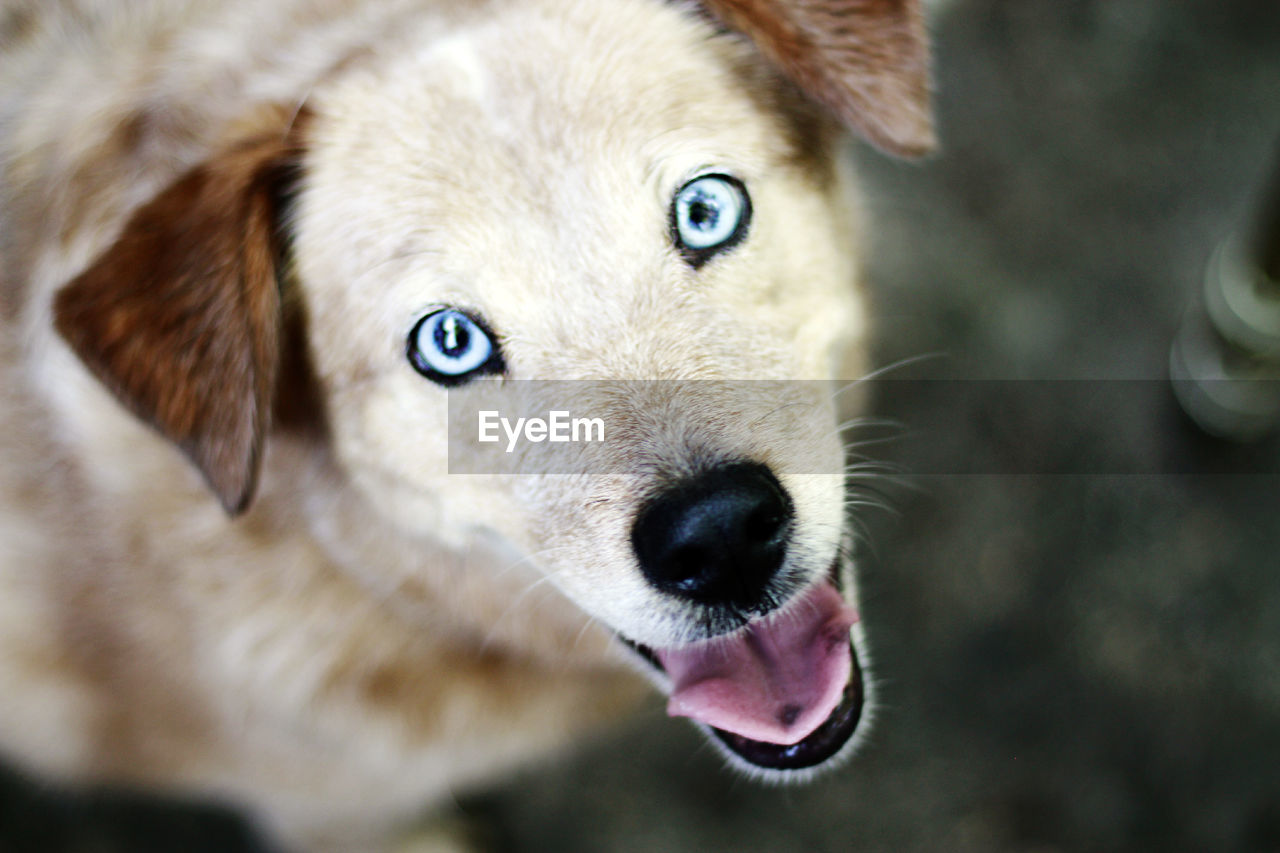 Close-up portrait of dog sticking out tongue outdoors