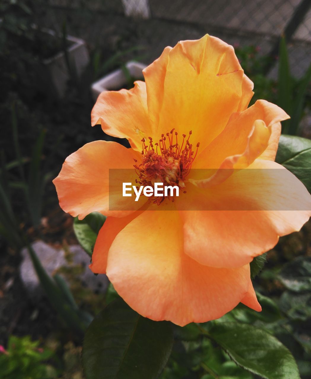 Close-up of orange flower