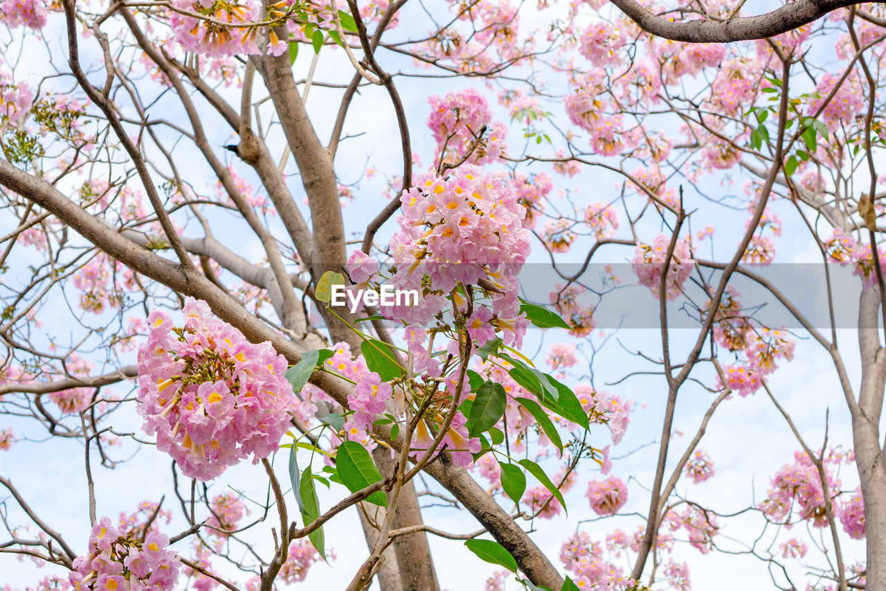 Pink trumpet shrub flowering tree blossom on green leaves, pink tecoma or tabebuia rosea plant