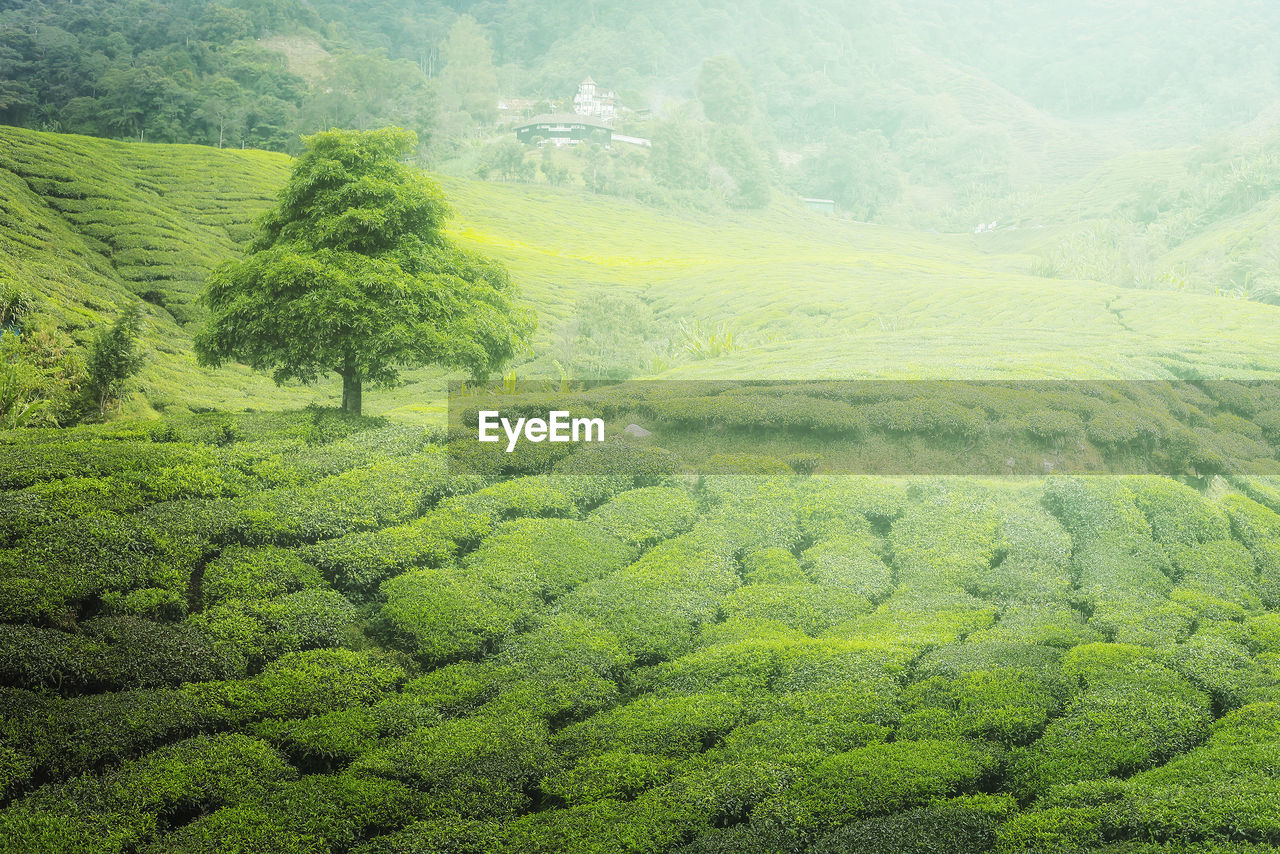 Scenic view of agricultural field tea plantation at cameron highland