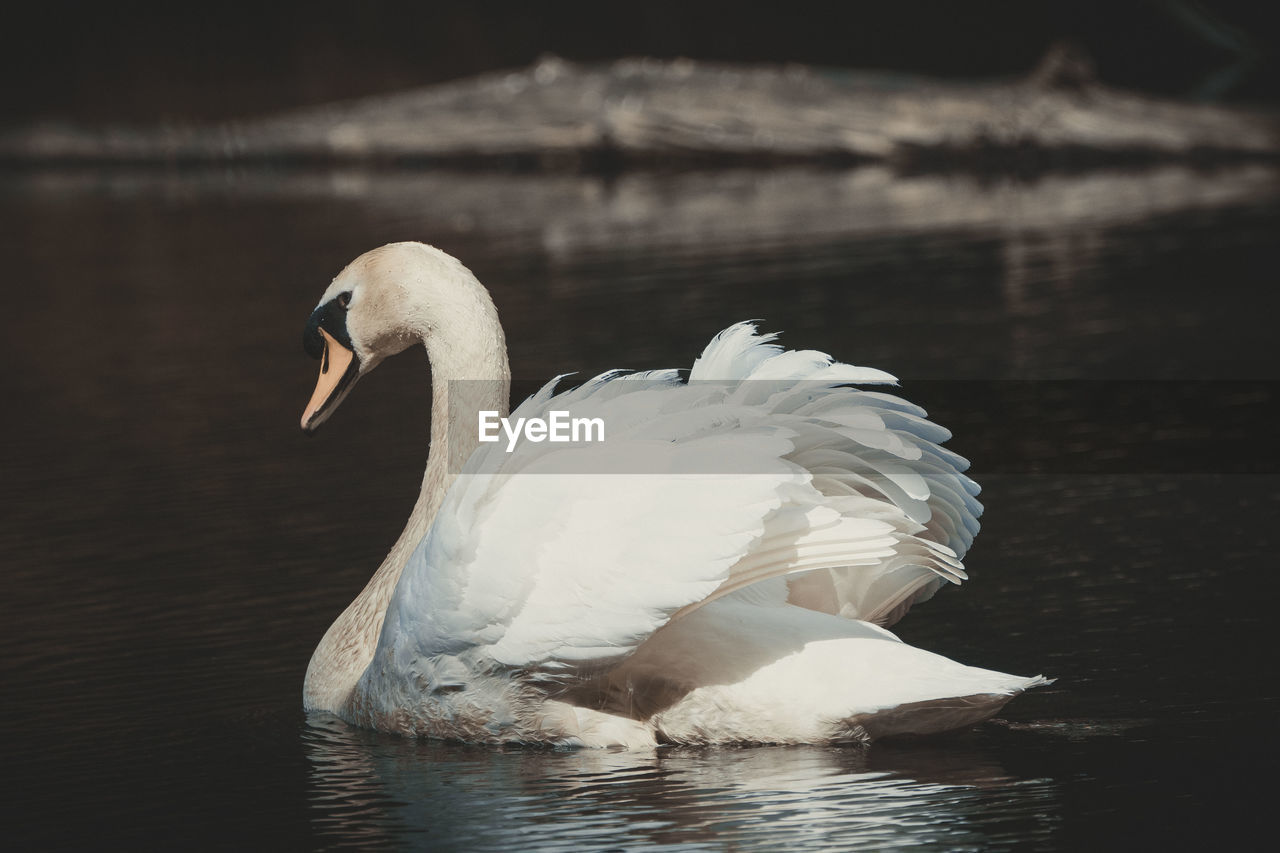 SWAN SWIMMING IN A LAKE