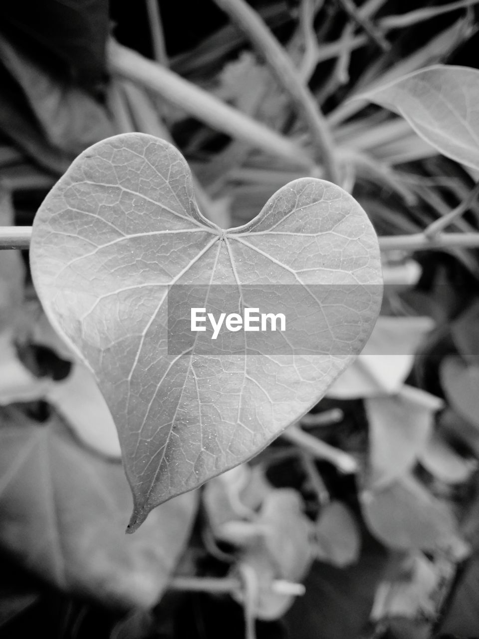 CLOSE-UP OF LEAVES ON PLANT