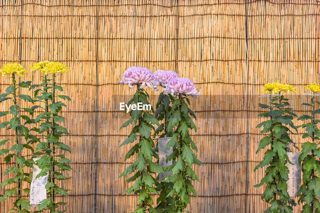 PURPLE FLOWERING PLANTS ON FENCE