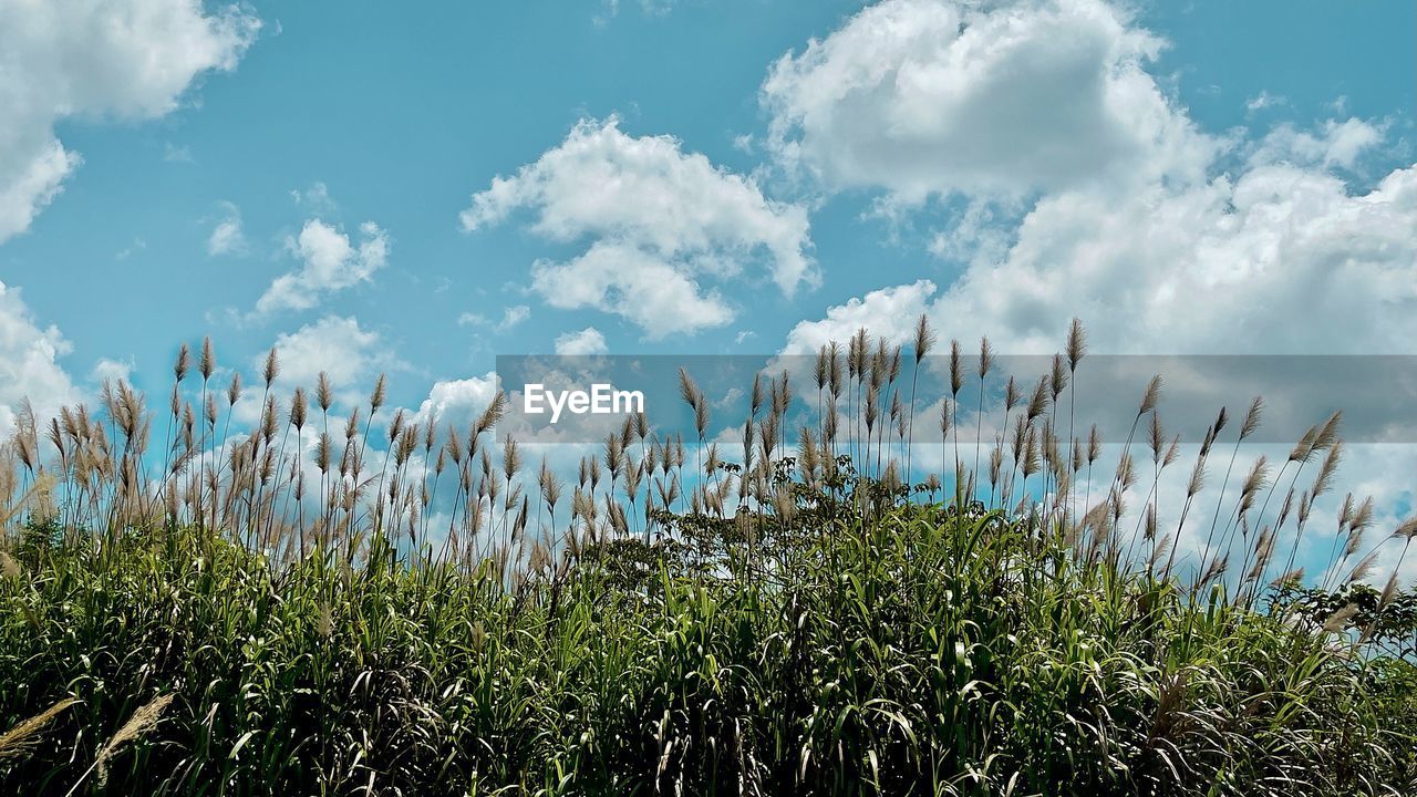 PLANTS GROWING ON LAND