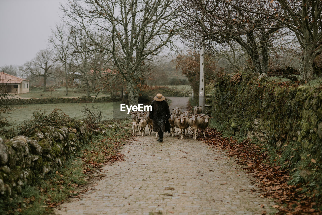 Man with flock of sheep walking on footpath