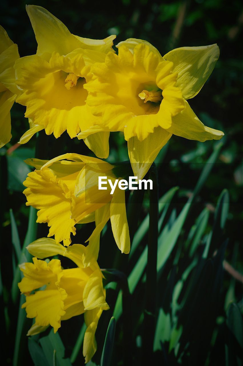 Close-up of yellow daffodils blooming in park