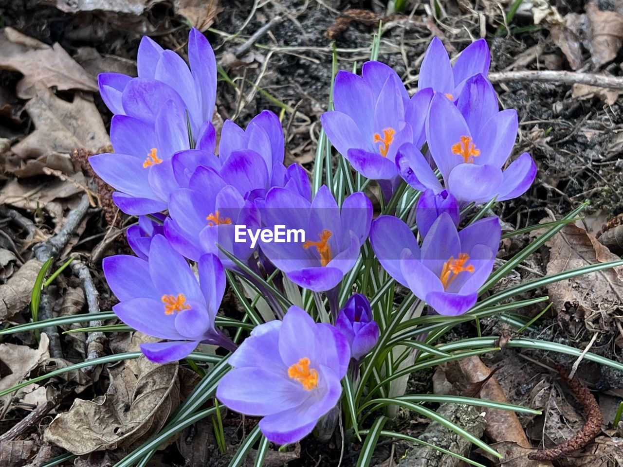 flower, crocus, flowering plant, plant, iris, purple, beauty in nature, freshness, fragility, petal, growth, land, field, nature, close-up, inflorescence, flower head, high angle view, day, wildflower, no people, outdoors, botany, pollen, leaf