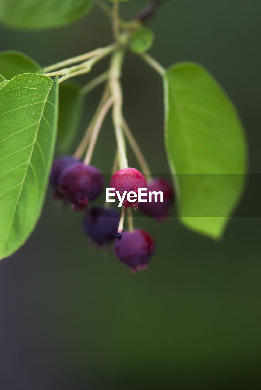 Close-up of berries growing on plant