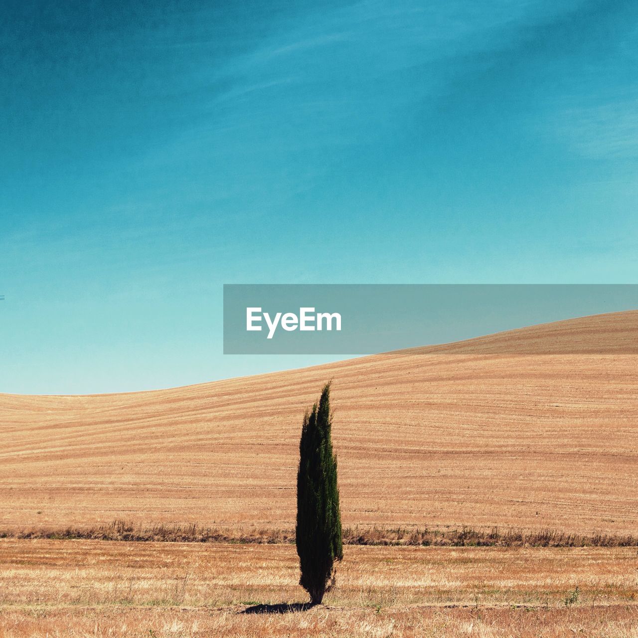 Horse on field against clear blue sky