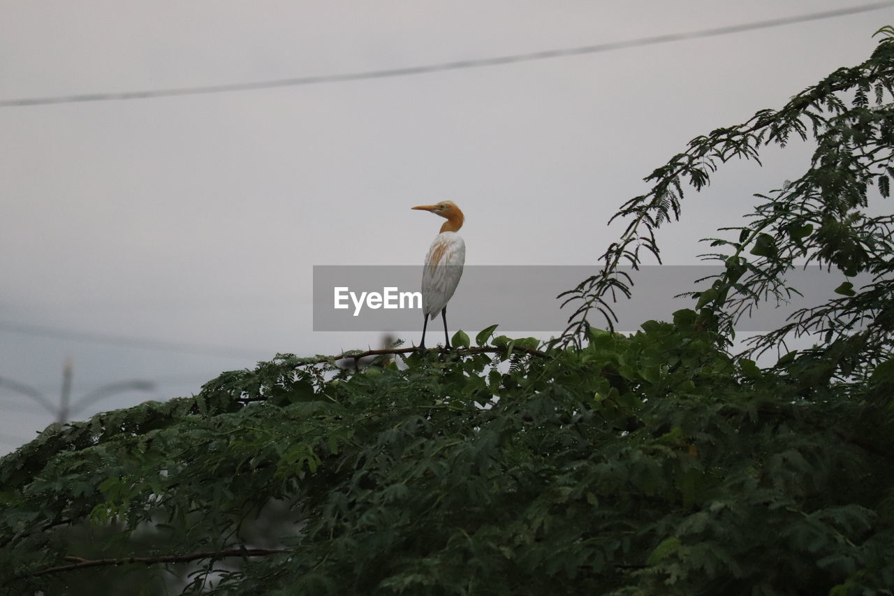 LOW ANGLE VIEW OF BIRD PERCHING ON PLANT AGAINST SKY