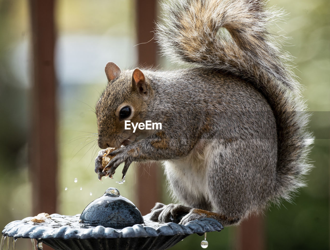 Close-up of squirrel on water fountain