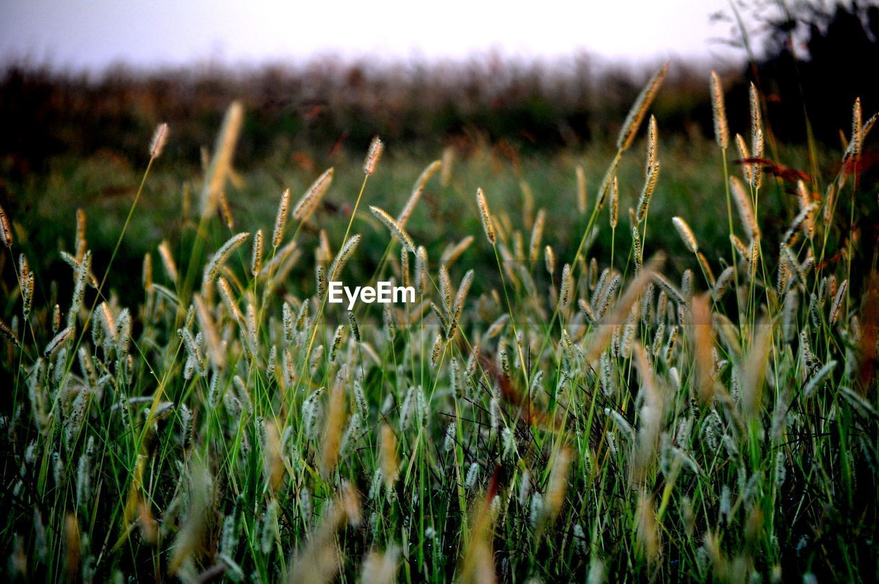 Crop growing in field