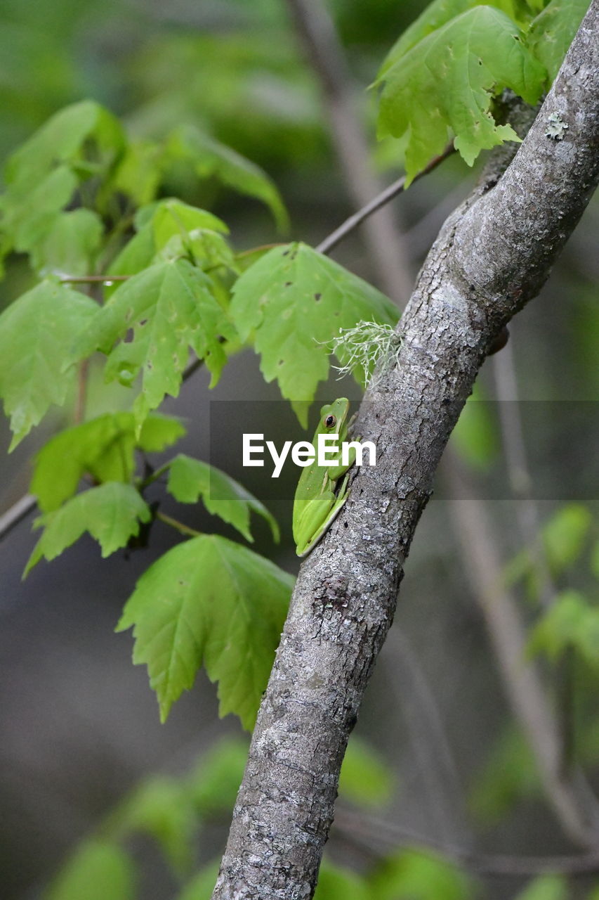 plant, green, tree, leaf, plant part, nature, branch, flower, no people, produce, animal themes, animal wildlife, animal, outdoors, growth, close-up, focus on foreground, beauty in nature, environment, food, day, food and drink, land, wildlife, social issues, one animal, forest