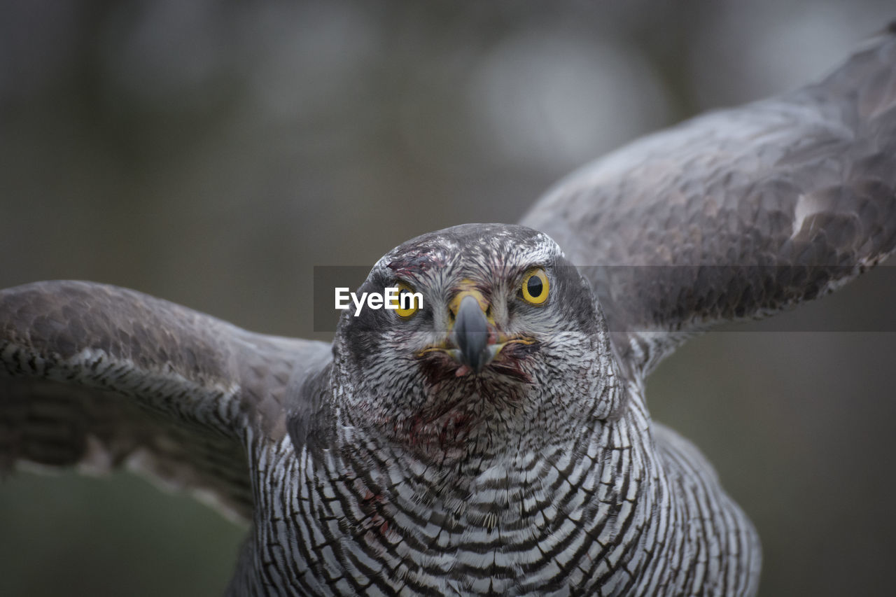 Close-up portrait of owl