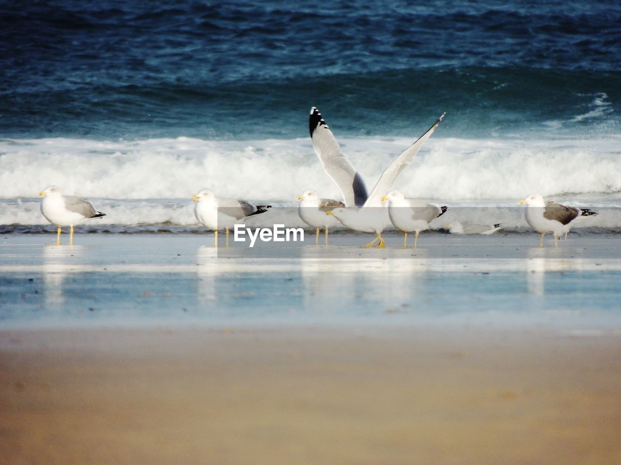 SEAGULLS ON SHORE