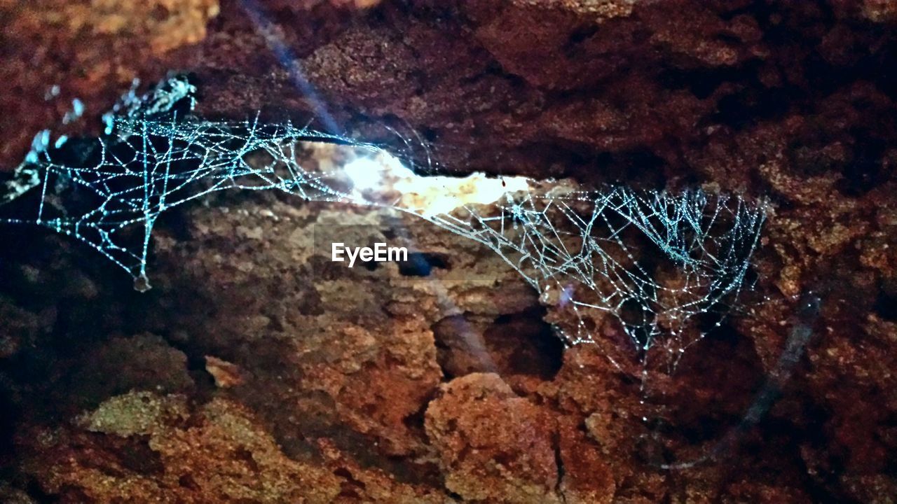 Low angle view of spider webs on rocks