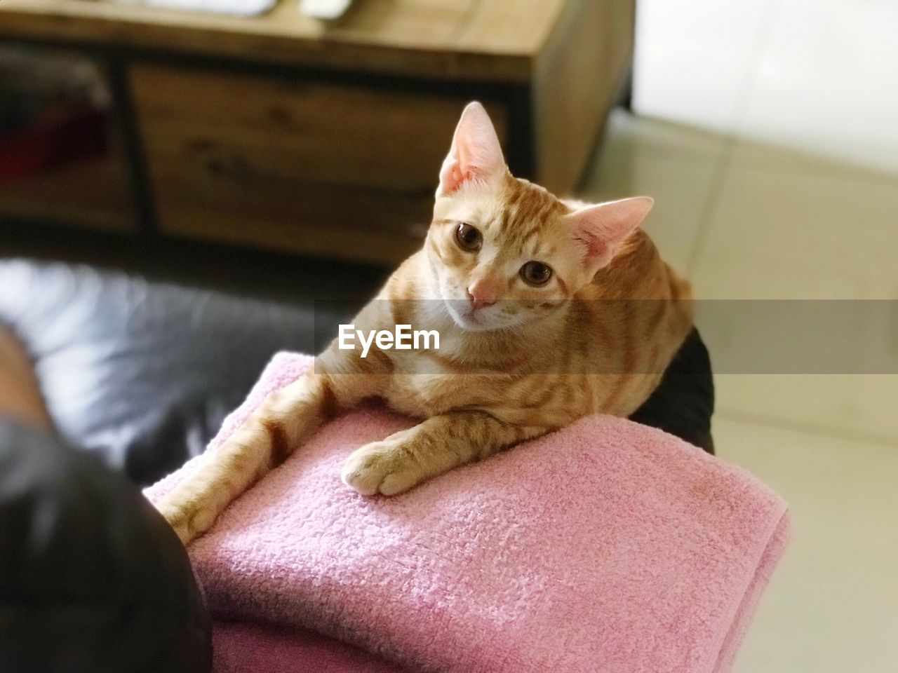 PORTRAIT OF CAT SITTING ON FLOOR AT HOME