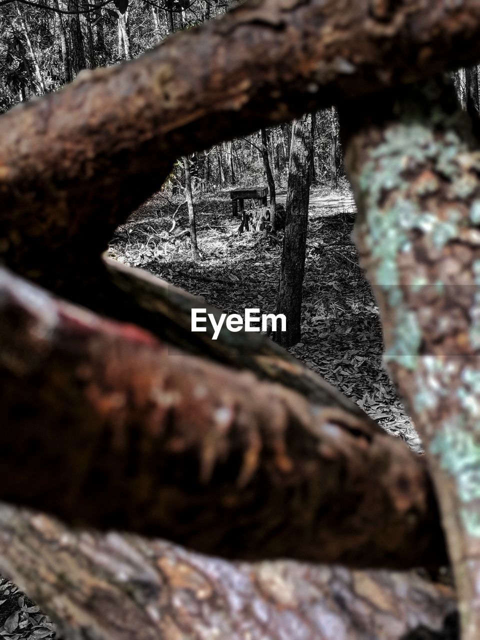 CLOSE-UP OF TREE TRUNK AND ROCKS