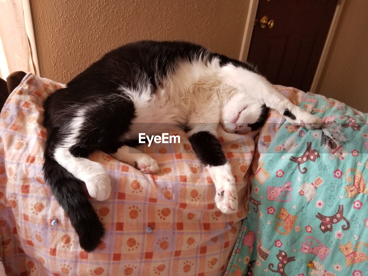CAT SLEEPING ON A BED
