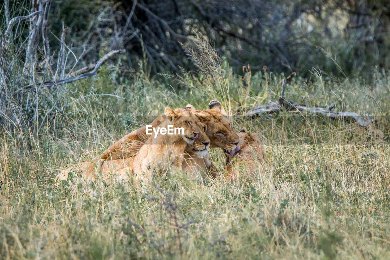 Lion family on grass in forest