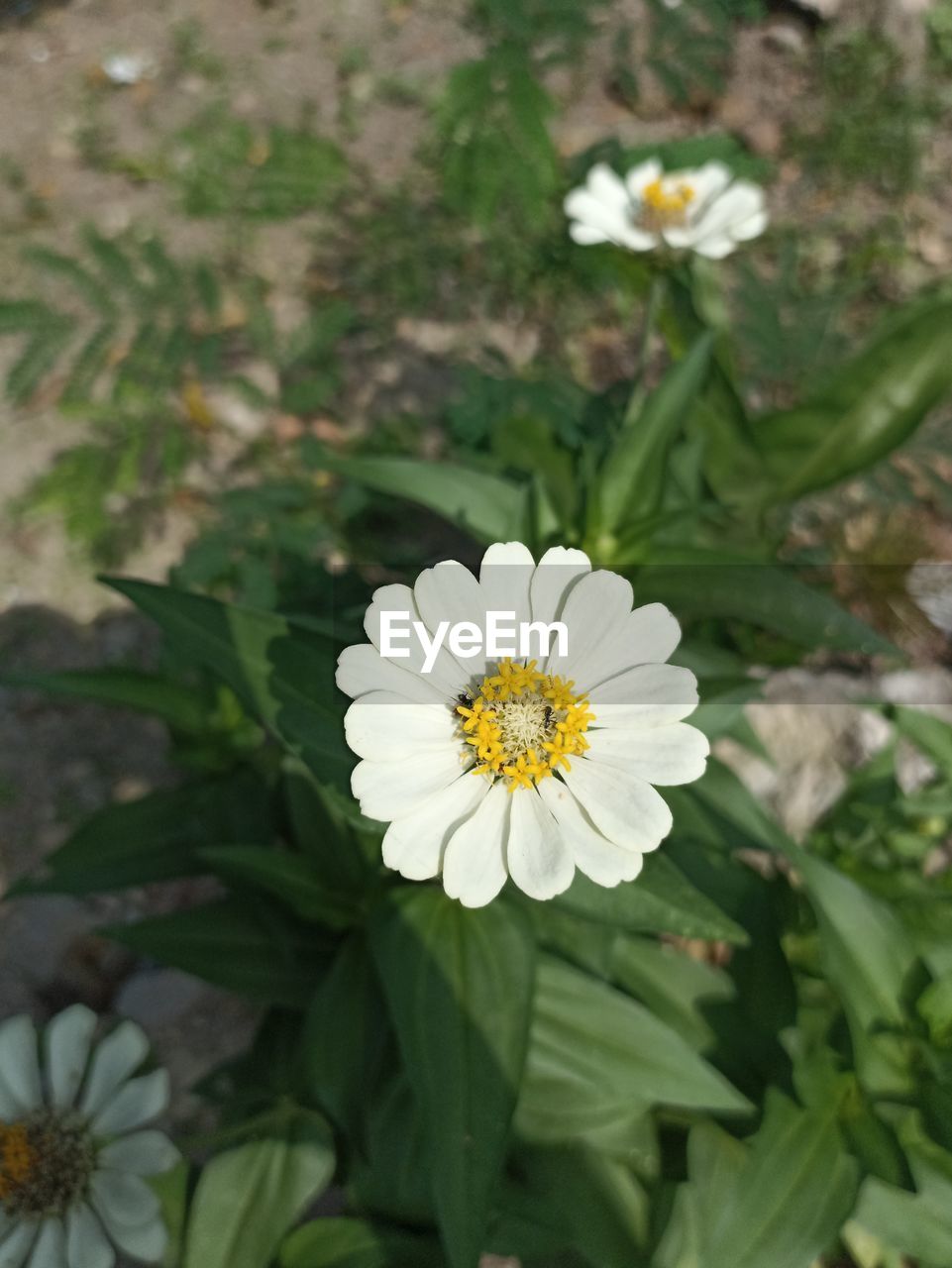 flower, flowering plant, plant, freshness, beauty in nature, flower head, petal, fragility, growth, close-up, inflorescence, nature, white, daisy, pollen, focus on foreground, no people, plant part, leaf, high angle view, yellow, botany, day, outdoors, wildflower, green, blossom, springtime