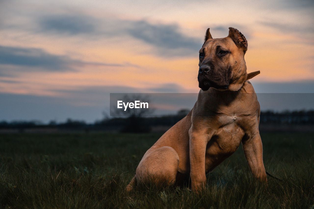 Dog looking away on field during sunset