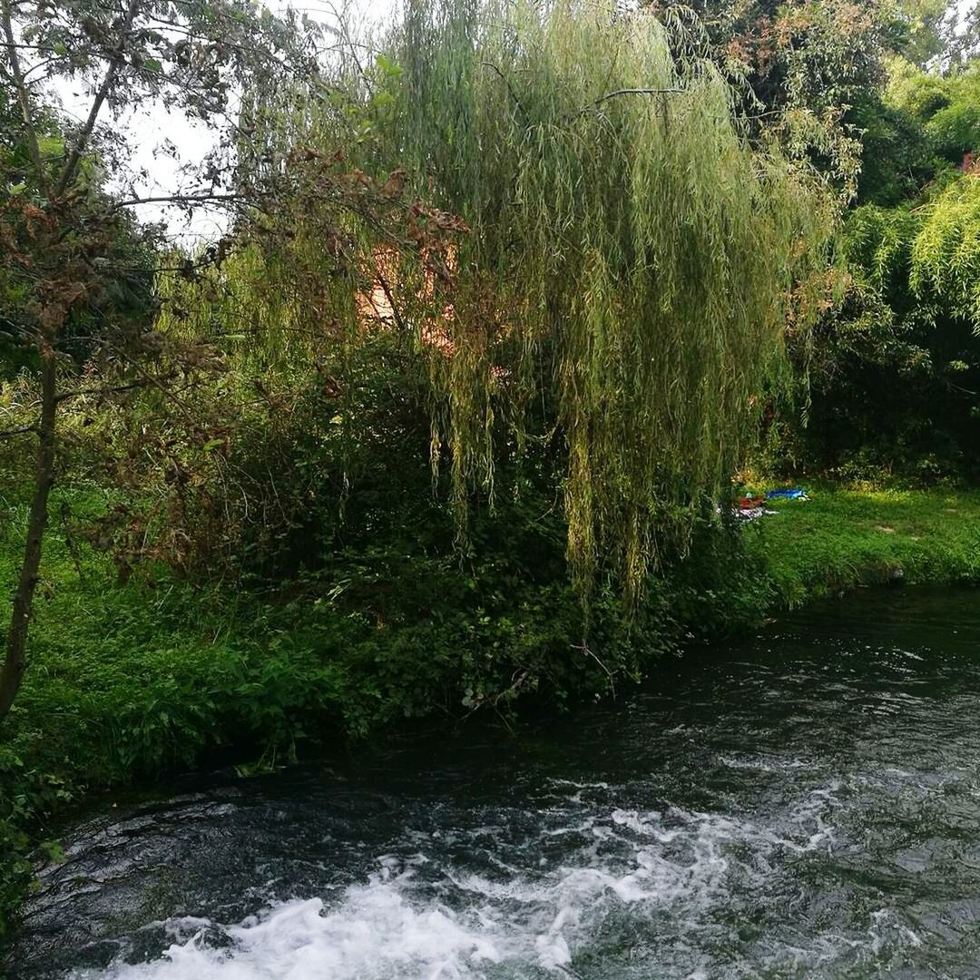 SCENIC VIEW OF TREES BY WATER