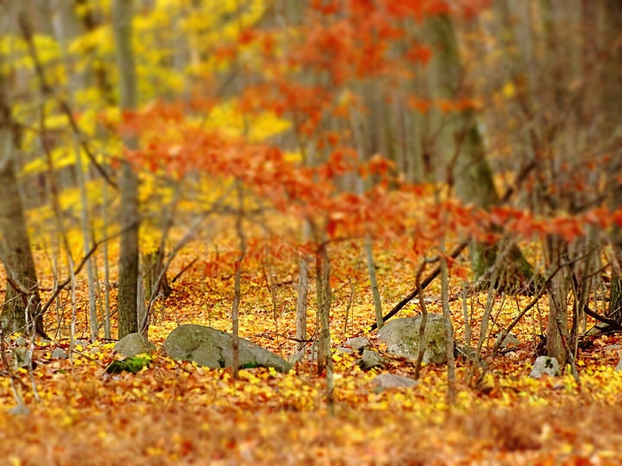 Tilt-shift image of autumn trees in forest