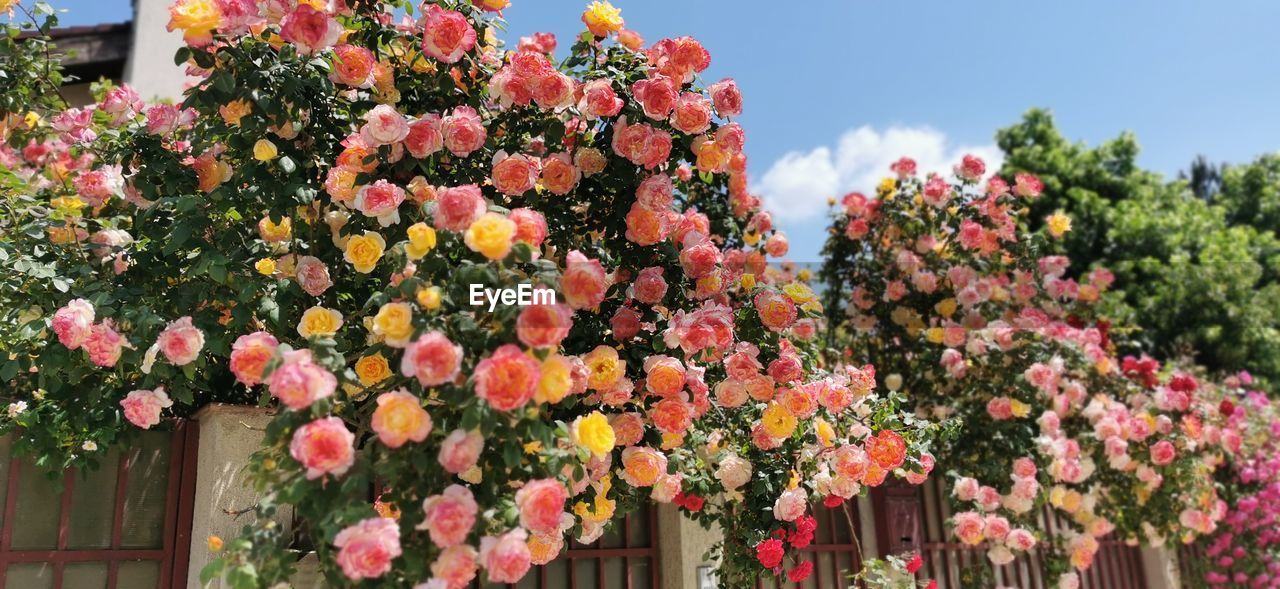 plant, flower, flowering plant, beauty in nature, nature, freshness, pink, multi colored, growth, no people, floristry, day, outdoors, fragility, blossom, architecture, sky, tree, springtime, shrub, building exterior, built structure, flower head, red, garden roses, close-up