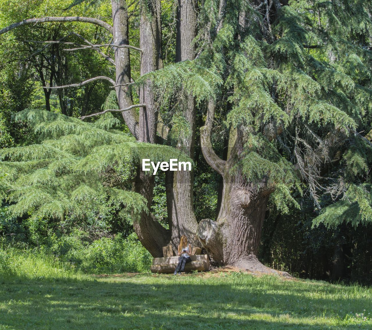 Woman using mobile phone while sitting at tree in forest