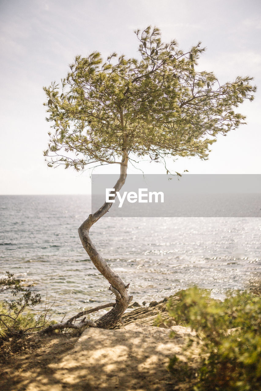 Tree in a sea