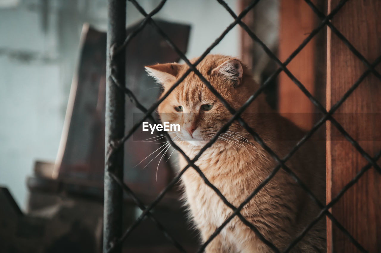 CLOSE-UP OF A CAT BEHIND FENCE