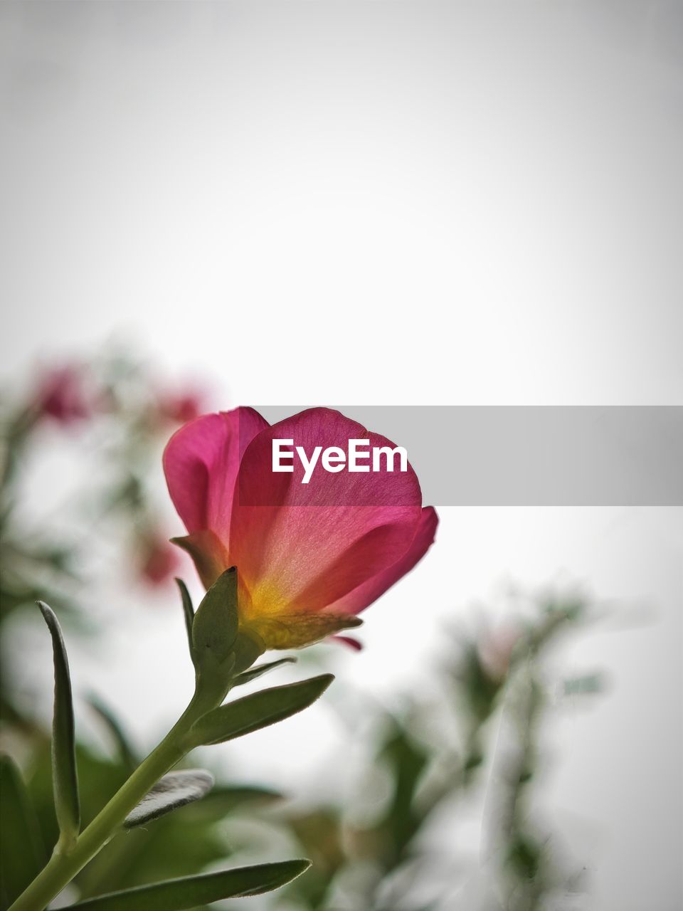 flower, flowering plant, plant, beauty in nature, freshness, petal, nature, close-up, flower head, macro photography, fragility, blossom, inflorescence, pink, no people, plant part, leaf, growth, yellow, copy space, outdoors, focus on foreground, springtime, selective focus, plant stem, tulip, botany, bud, red, rose, green