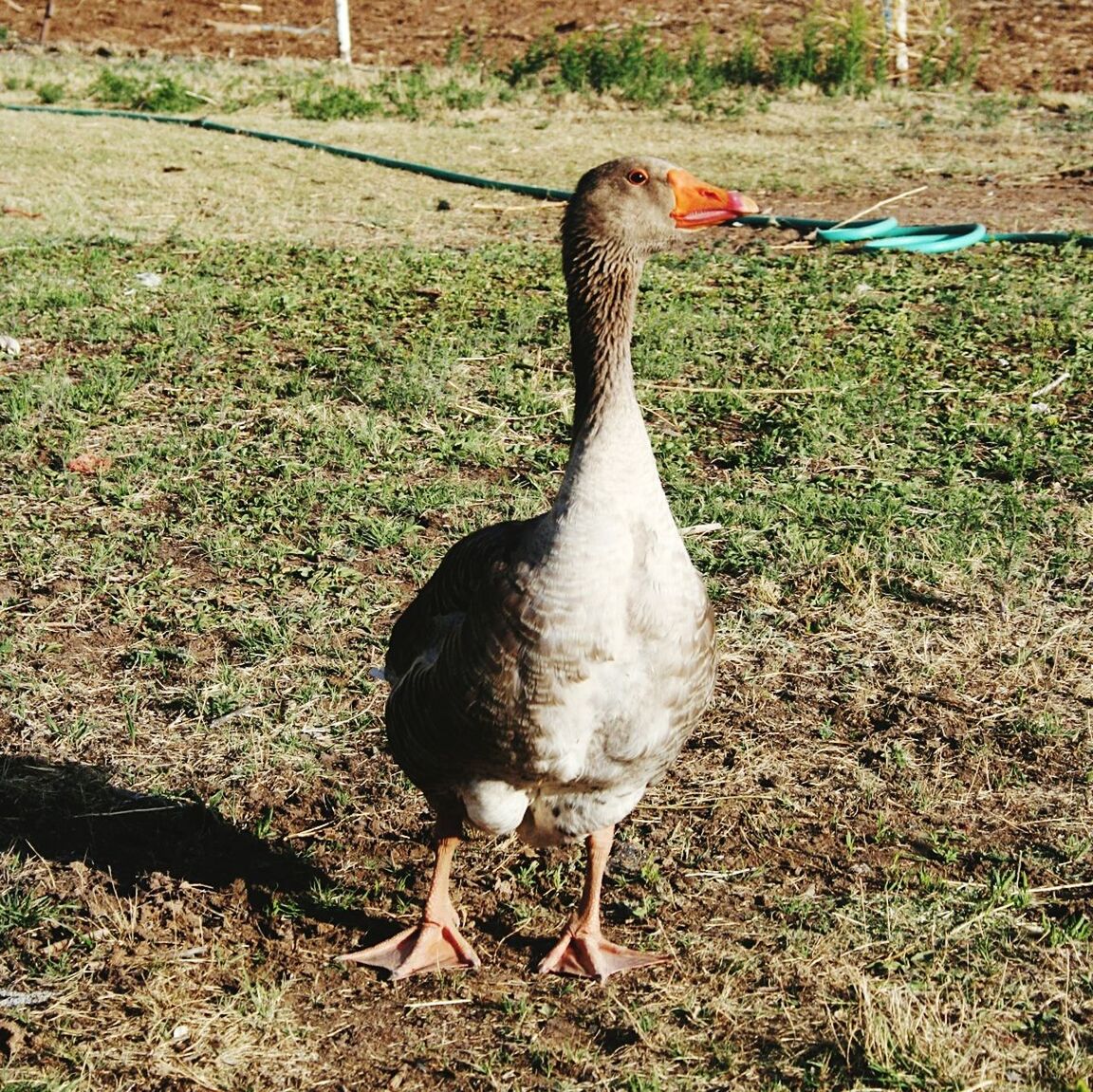 CLOSE-UP OF BIRD ON FIELD