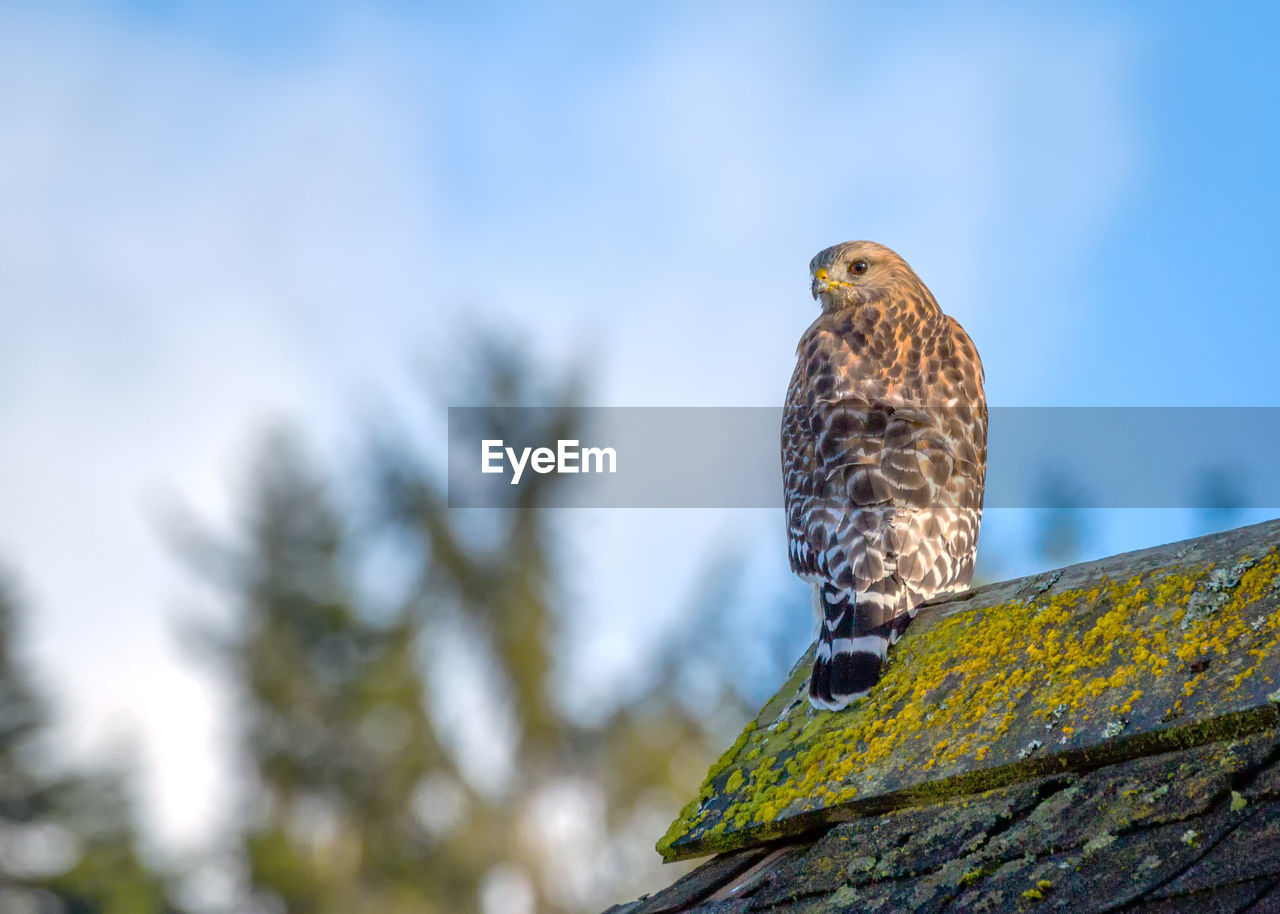 A red-shouldered hawk looks from the roof of an old barn.