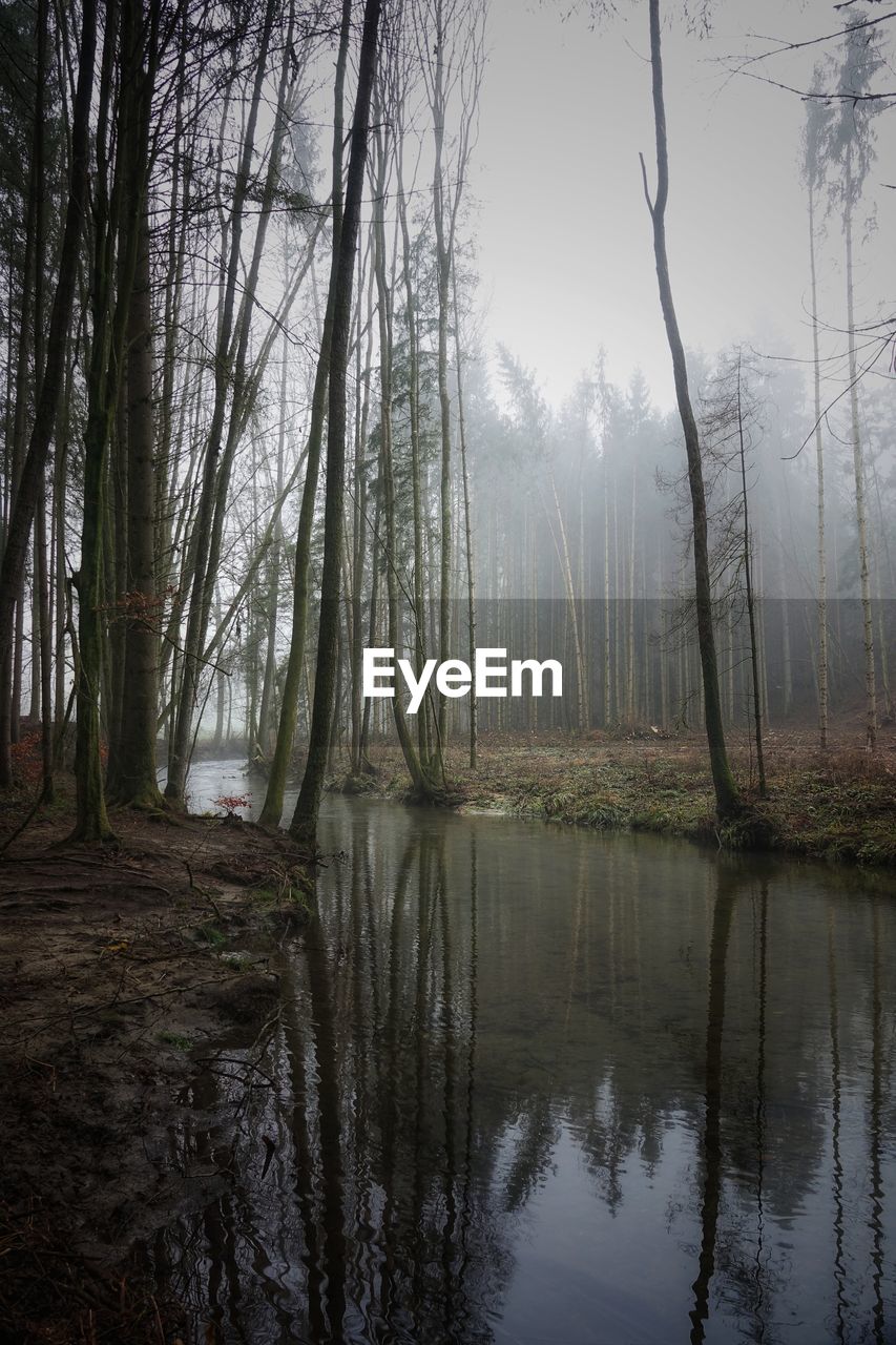 TREES GROWING IN FOREST