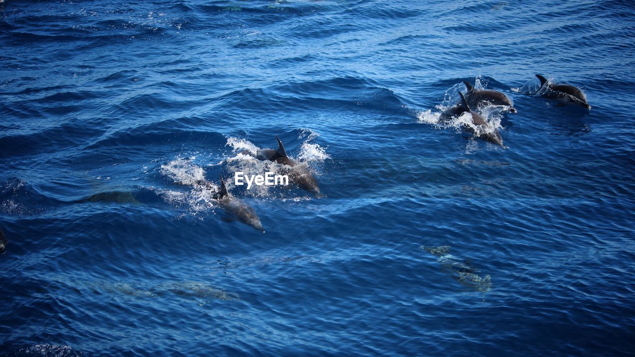 HIGH ANGLE VIEW OF DOG SWIMMING ON SEA